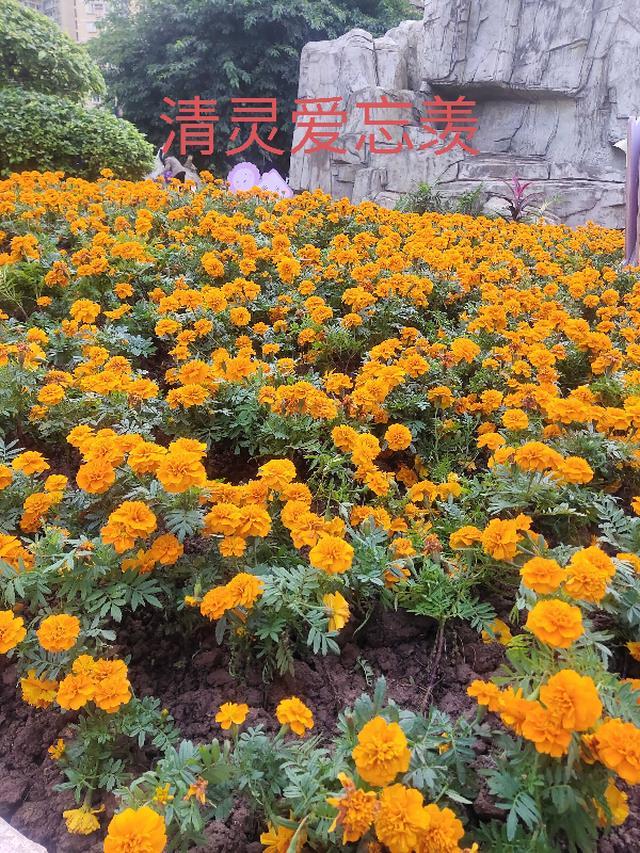 忘羡情羡1