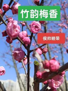 竹韵清香的诗
