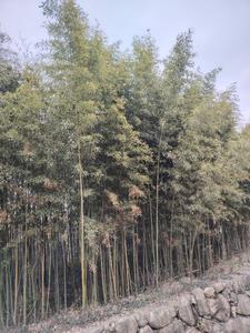 敬斋箴怎么读