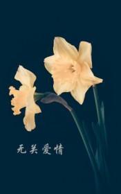 无关爱情的花语