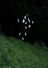蔚然（）
